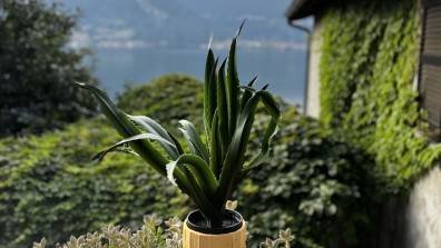 Bellavista by Gottschalk